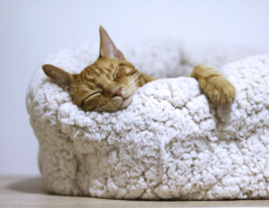Sleep Optimization Routine: 15 Sleep Aids